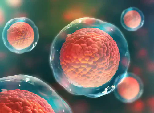 Imagem de célula do fígado saudável